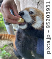 餌付け中のレッサーパンダ 95203931