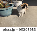 日向ぼっこ中の猫 95203933