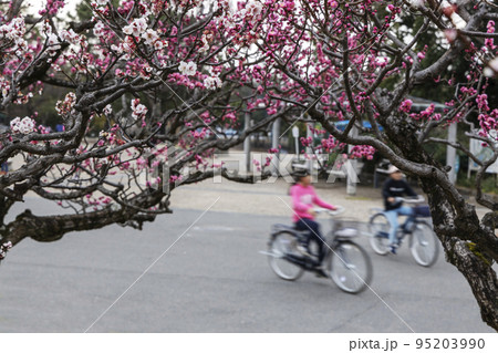 梅咲く公園で自転車で巡る男女の風景 95203990