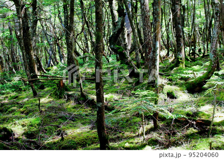 8月の蓼科山の自然 8月の蓼科山の自然 95204060