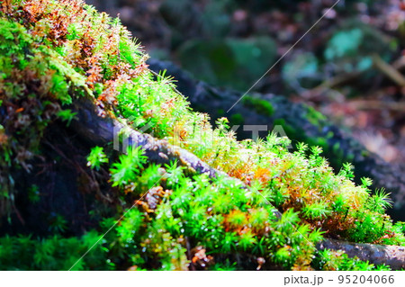 8月の蓼科山の自然 95204066