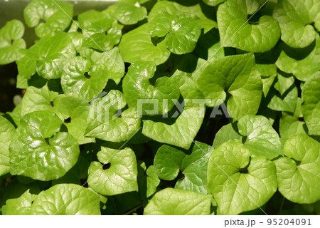 松尾大社の葵の葉-1 95204091