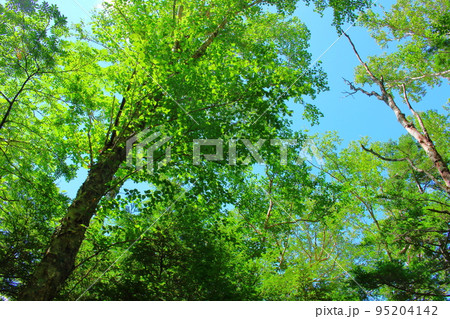 8月の蓼科山の自然 8月の蓼科山の自然 95204142