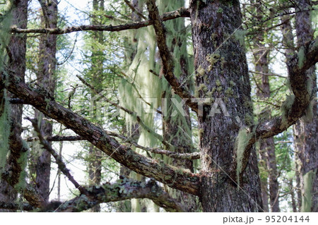 8月の蓼科山の自然 95204144