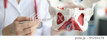 Doctor gynecologist showing layout of female pelvis with muscles closeup 95204276