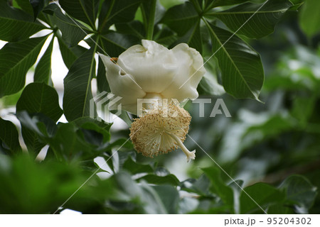 アフリカバオバブの花 95204302