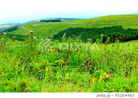 8月の霧ヶ峰高原 美しき高山植物 8月の霧ヶ峰高原 美しき高山植物 95204463