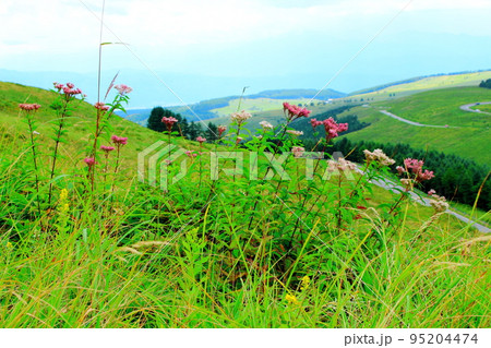8月の霧ヶ峰高原 美しき高山植物 8月の霧ヶ峰高原 美しき高山植物 95204474