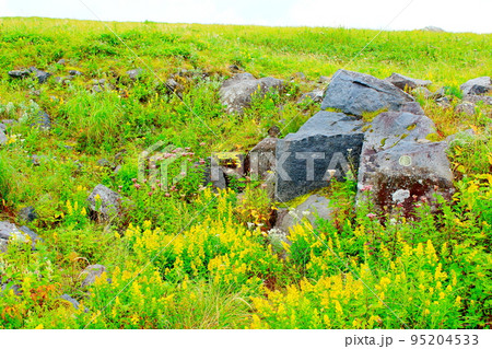 8月の霧ヶ峰高原　　　美しき高山植物 95204533