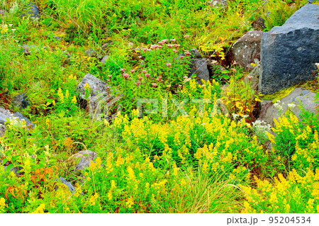 8月の霧ヶ峰高原　　　美しき高山植物 95204534