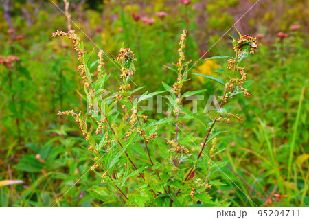 8月の霧ヶ峰高原 美しき高山植物 8月の霧ヶ峰高原 美しき高山植物 95204711