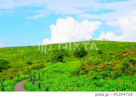 8月の霧ヶ峰高原　　　美しき高山植物 95204728