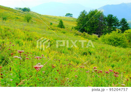 8月の霧ヶ峰高原　　　美しき高山植物 95204757