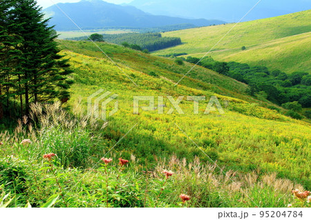 8月の霧ヶ峰高原 美しき高山植物 8月の霧ヶ峰高原 美しき高山植物 95204784