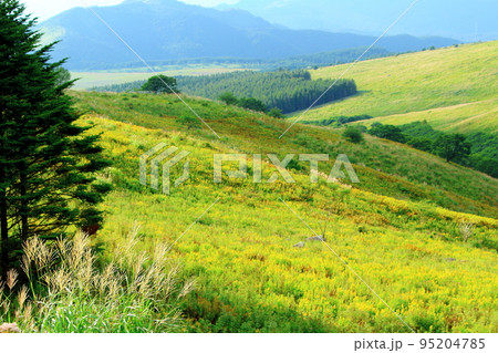8月の霧ヶ峰高原　　　美しき高山植物 95204785