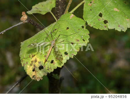 An insect with long legs, resembling a mosquito on a shrub branch An insect with long legs, resembling a mosquito on a shrub branch 95204856