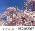 青空を背景に咲く満開の桜 95205567