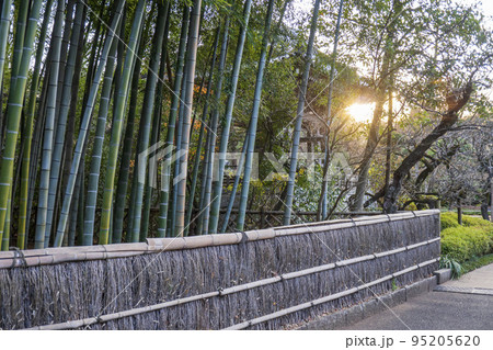 笹垣に囲まれた竹林と夕日【今川氏菩提寺の観泉寺】/東京都杉並区 笹垣に囲まれた竹林と夕日【今川氏菩提寺の観泉寺】/東京都杉並区 95205620