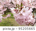 公園で咲く満開の美しい桜 95205665