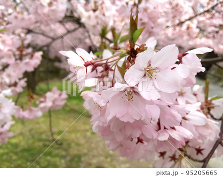 公園で咲く満開の美しい桜 95205665