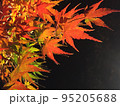 暗闇をバックにした色づいた紅葉の葉 95205688