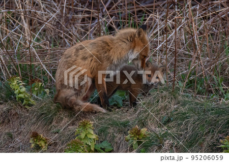 キタキツネ 95206059