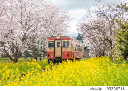 いすみ鉄道　総元駅　菜の花と桜のコラボレーション　キハ20 95206718
