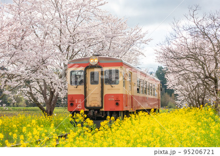 いすみ鉄道　総元駅　菜の花と桜のコラボレーション　キハ20 95206721