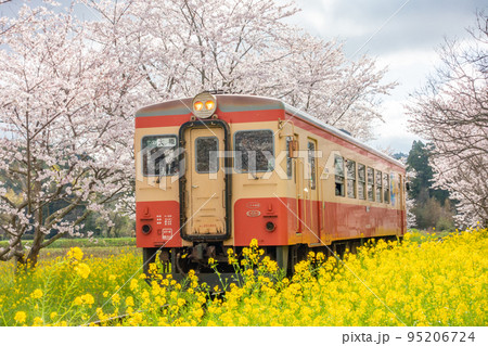 いすみ鉄道　総元駅　菜の花と桜のコラボレーション　キハ20 95206724