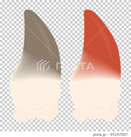 ほっき貝のイラスト 95207007