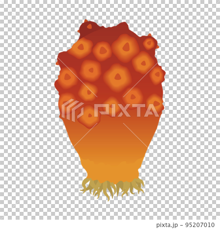 illustration of sea squirt illustration of sea squirt 95207010