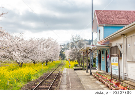 いすみ鉄道 総元駅 菜の花と桜のコラボレーション 駅舎 いすみ鉄道 総元駅 菜の花と桜のコラボレーション 駅舎 95207380