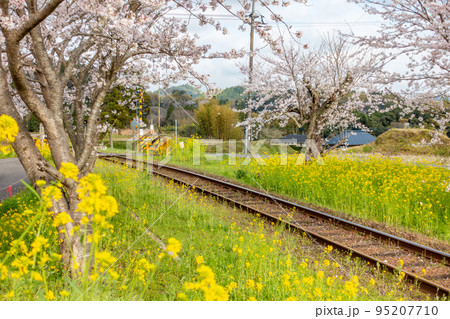 いすみ鉄道 いすみ線 菜の花と桜のコラボレーション いすみ鉄道 いすみ線 菜の花と桜のコラボレーション 95207710
