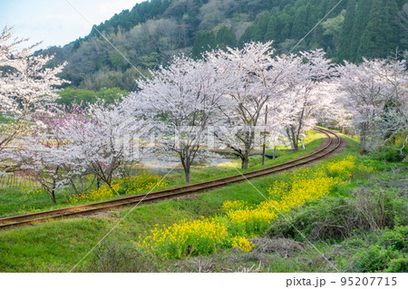 いすみ鉄道　いすみ線　菜の花と桜のコラボレーション 95207715