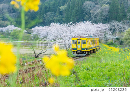 いすみ鉄道 菜の花と桜のコラボレーション いすみ鉄道 菜の花と桜のコラボレーション 95208226