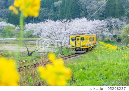 いすみ鉄道 菜の花と桜のコラボレーション いすみ鉄道 菜の花と桜のコラボレーション 95208227