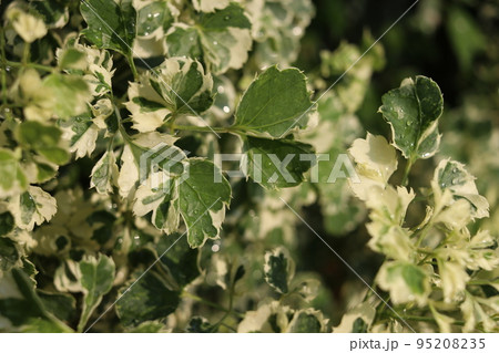 White and green of Ming Aralia's leaves and droplets. White and green of Ming Aralia's leaves and droplets. 95208235