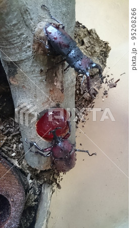 カブトムシとクワガタムシ 95208266