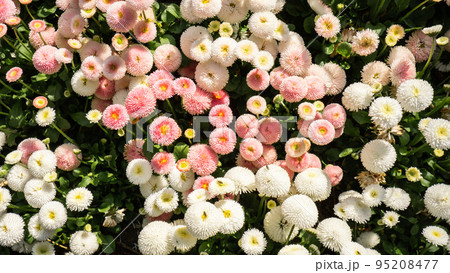 Flowerbed of beautiful colorful flowers on green lawn background. wallpaper background Group of delicate flowers in the period of active flowering in spring. Greeting card background Wallpaper Flowerbed of beautiful colorful flowers on green lawn background. wallpaper background Group of delicate flowers in the period of active flowering in spring. Greeting card background Wallpaper 95208477