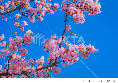 【季節のイメージ素材】河津桜（東京竹橋周辺） 95208515