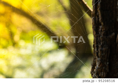 Spider web on branch of tree in the autumn spring park. Garden spiders weave their webs on trees and shrubs. pest for garden plants. Wallpaper background 95208516