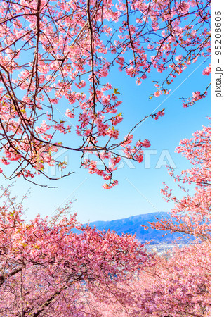 【季節のイメージ素材】河津桜(神奈川松田山周辺) 【季節のイメージ素材】河津桜(神奈川松田山周辺) 95208606