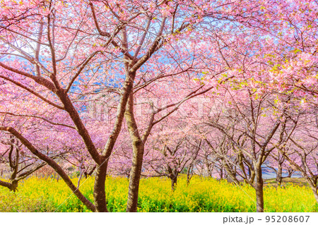 【季節のイメージ素材】河津桜と菜の花（神奈川松田山周辺） 95208607