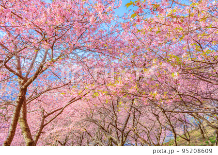 【季節のイメージ素材】河津桜（神奈川松田山周辺） 95208609