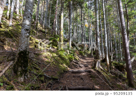 丸沼高原 ハイキングコース 丸沼高原 ハイキングコース 95209135