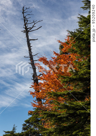 丸沼高原 ハイキングコースの紅葉 丸沼高原 ハイキングコースの紅葉 95209240