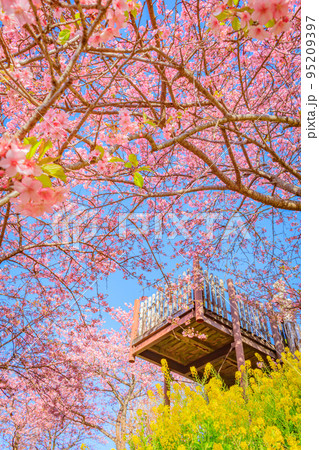 【季節のイメージ素材】河津桜と菜の花（神奈川松田山周辺） 95209397