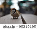ベンチに佇むスズメ 95210195