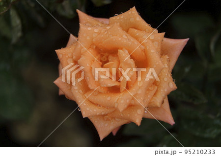 荒尾市 おもやい市民花壇 バラの花、 荒尾市 おもやい市民花壇 バラの花、 95210233