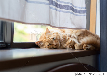窓辺の猫 茶トラ猫 窓辺の猫 茶トラ猫 95210251
